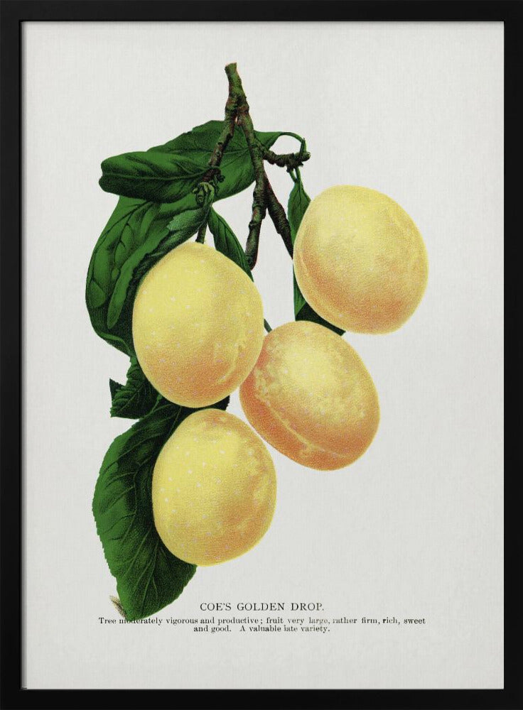 Coes Golden Drop Plum Lithographie | Poster