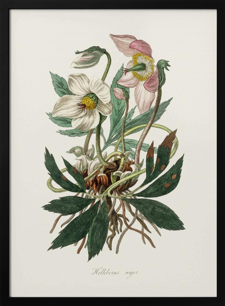 Christmas Rose (helleborus Niger) Medical Botany | Poster
