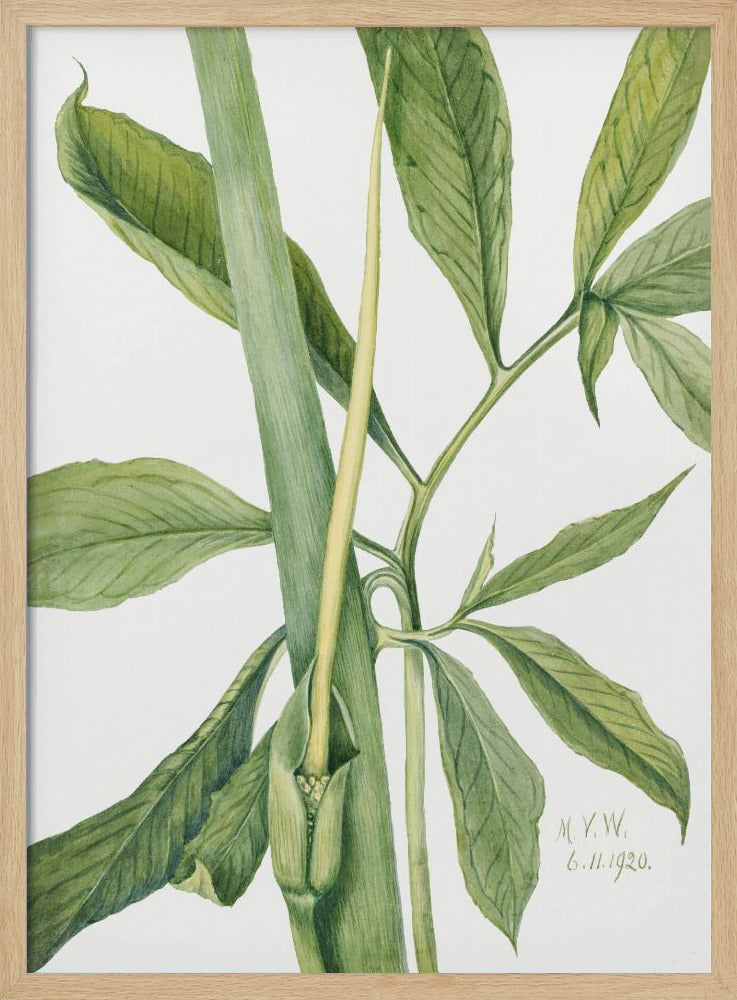 Grüner Drache (1920) | Poster
