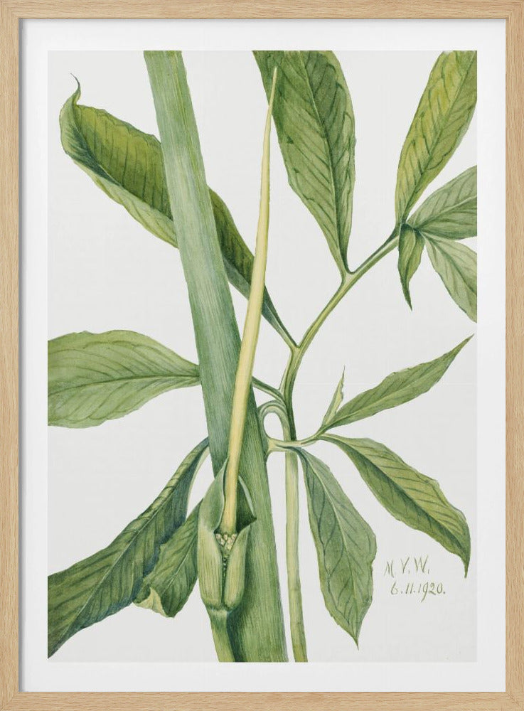 Grüner Drache (1920) | Poster