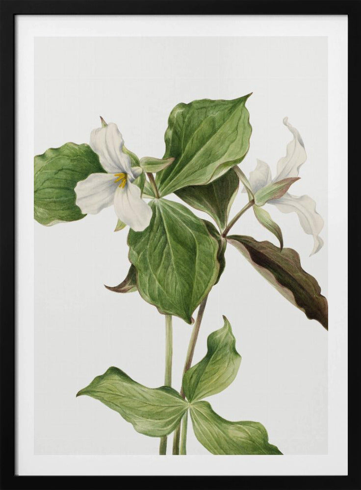 Großes weißes Trillium | Poster