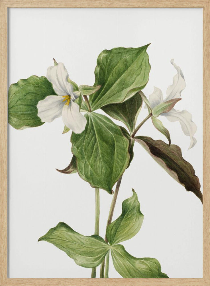 Großes weißes Trillium | Poster