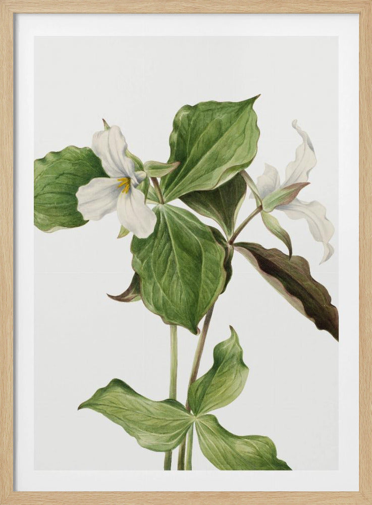Großes weißes Trillium | Poster
