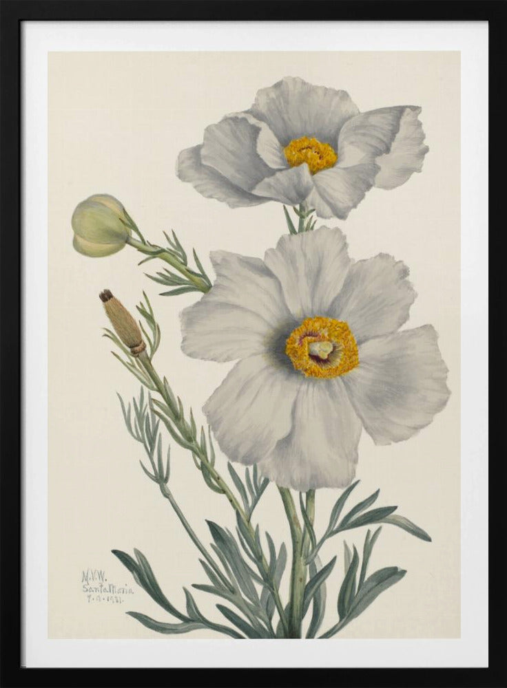 Matilija Mohn | Poster