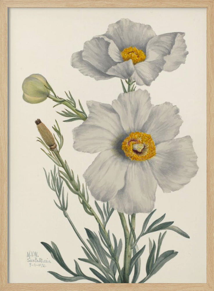 Matilija Mohn | Poster