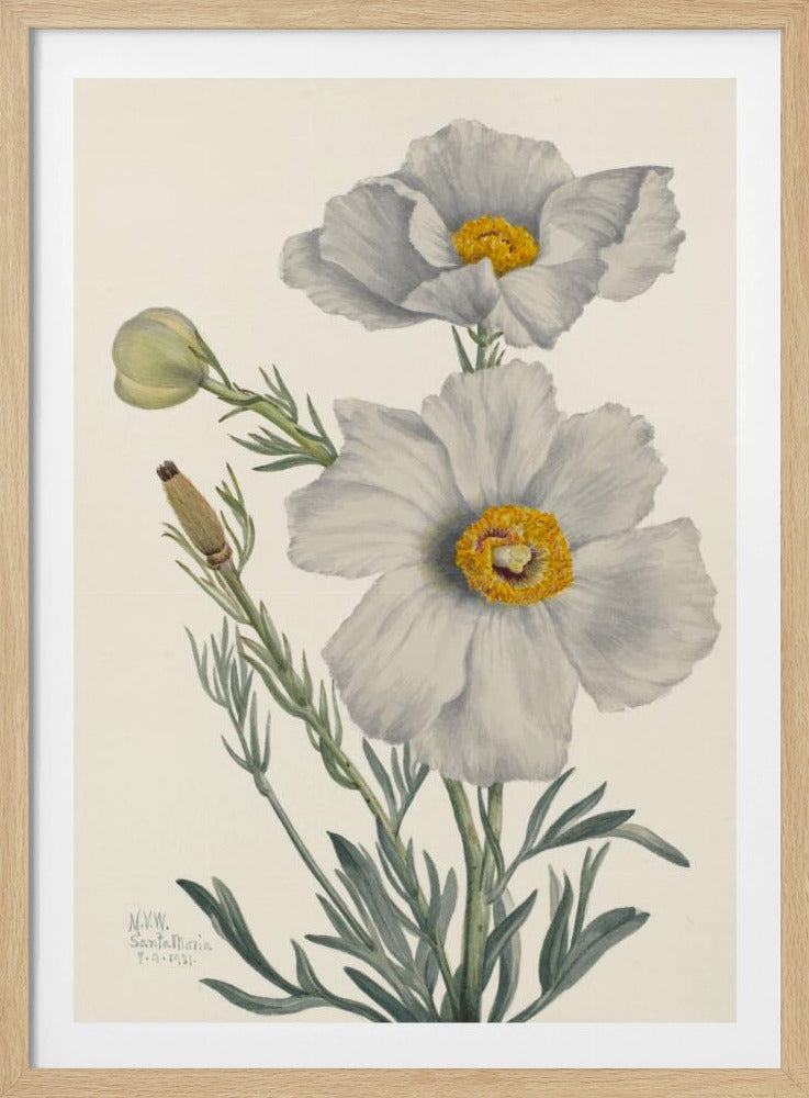 Matilija Mohn | Poster