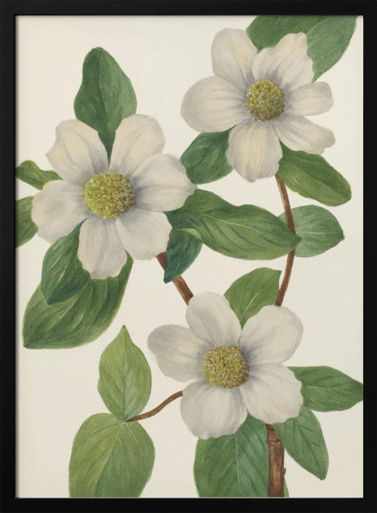 Pazifischer Hartriegel | Poster