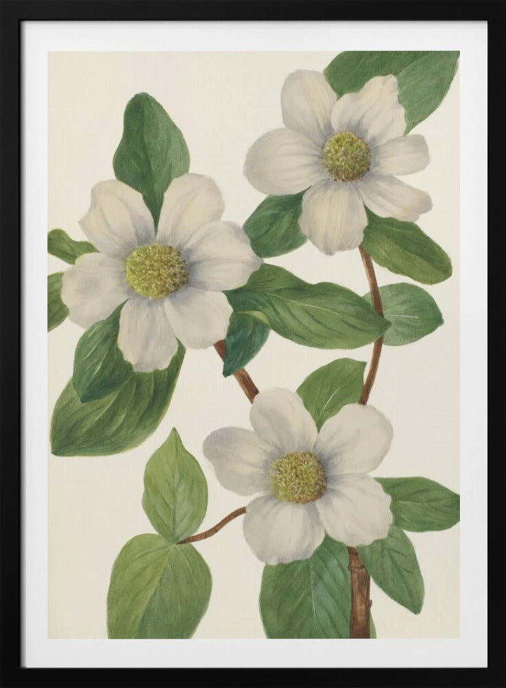 Pazifischer Hartriegel | Poster