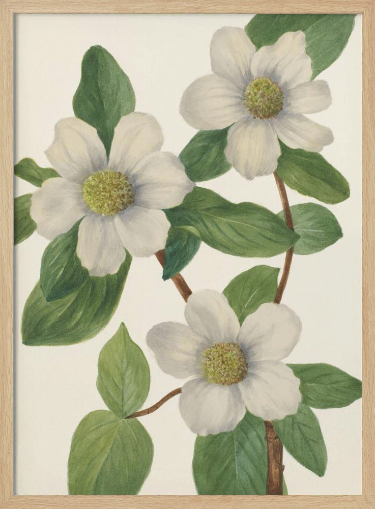 Pazifischer Hartriegel | Poster
