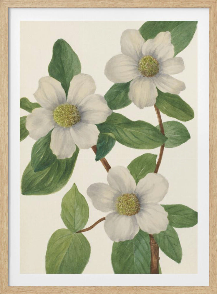Pazifischer Hartriegel | Poster