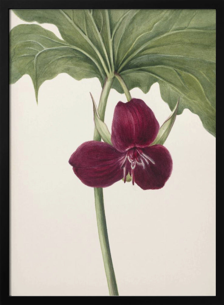Süßes Trillium | Poster