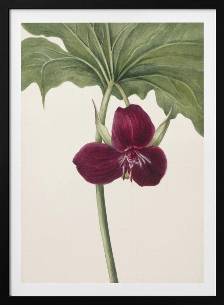 Süßes Trillium | Poster