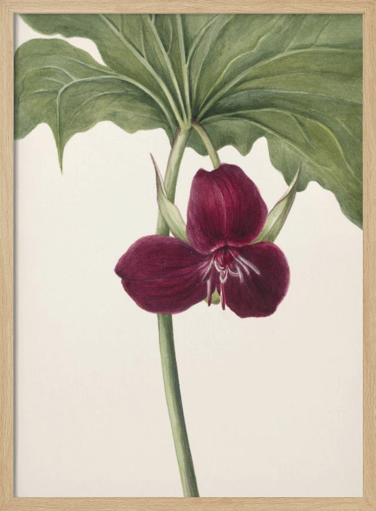 Süßes Trillium | Poster