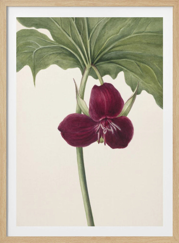 Süßes Trillium | Poster