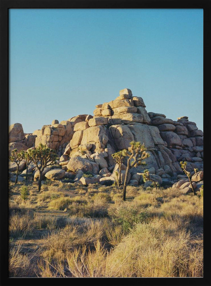 Sonnenuntergang am Joshua Tree | Poster