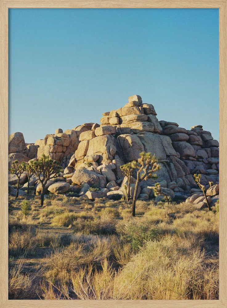 Sonnenuntergang am Joshua Tree | Poster