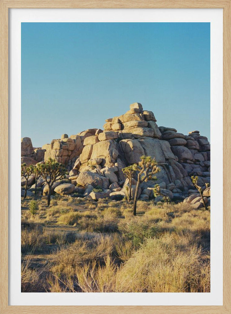 Sonnenuntergang am Joshua Tree | Poster