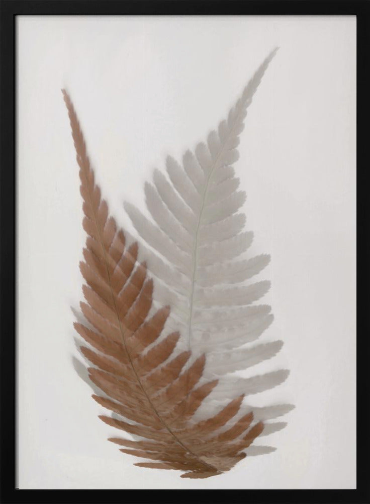 Herbstfarn | Poster