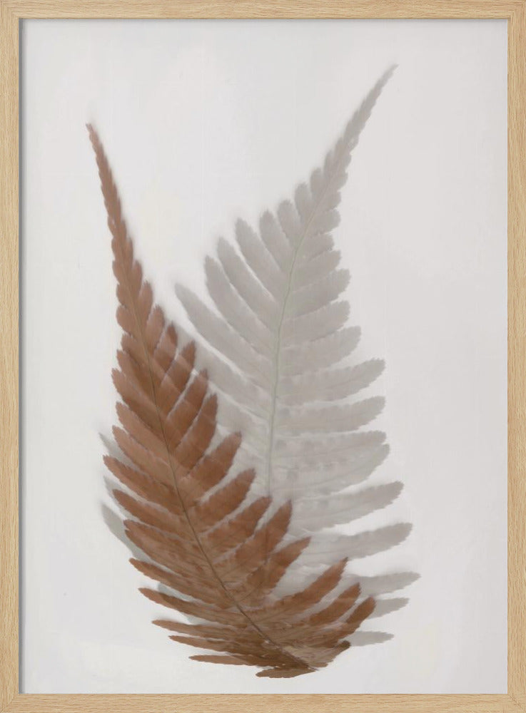 Herbstfarn | Poster