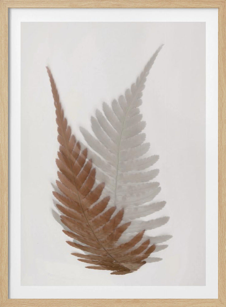 Herbstfarn | Poster