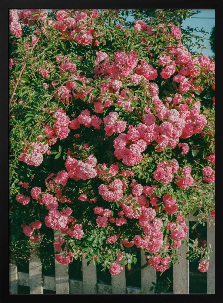 Cannon Beach Blüten | Poster