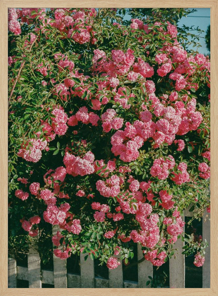 Cannon Beach Blüten | Poster