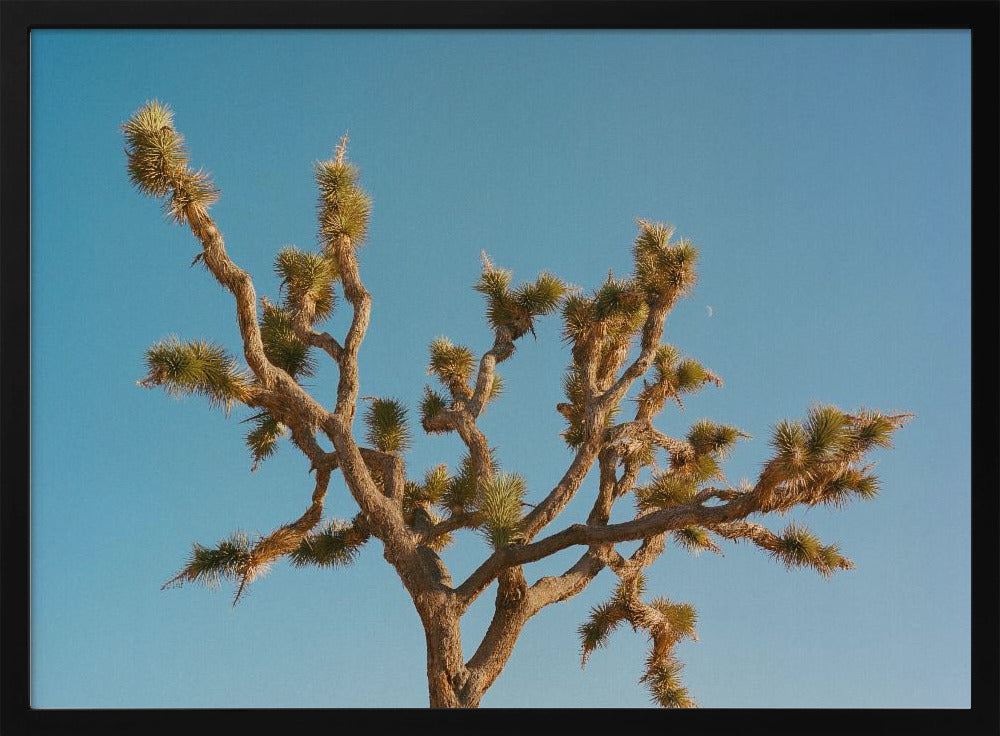 Joshua Tree Mond III | Poster
