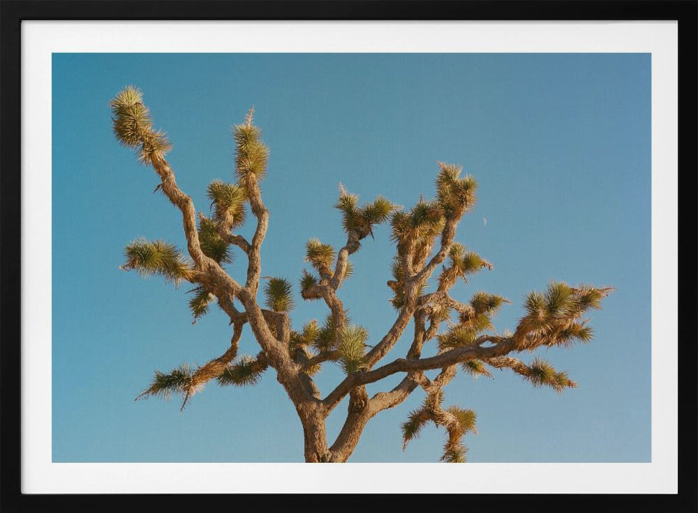 Joshua Tree Mond III | Poster