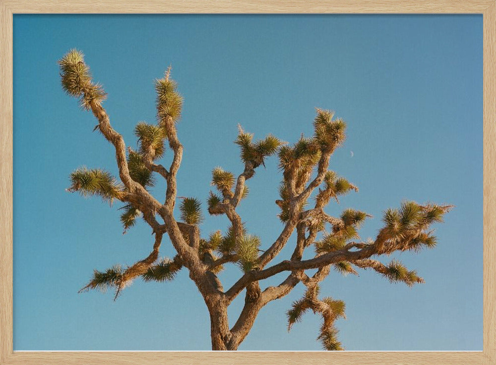 Joshua Tree Mond III | Poster