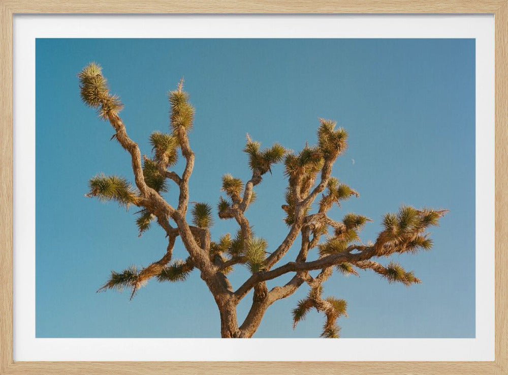 Joshua Tree Mond III | Poster