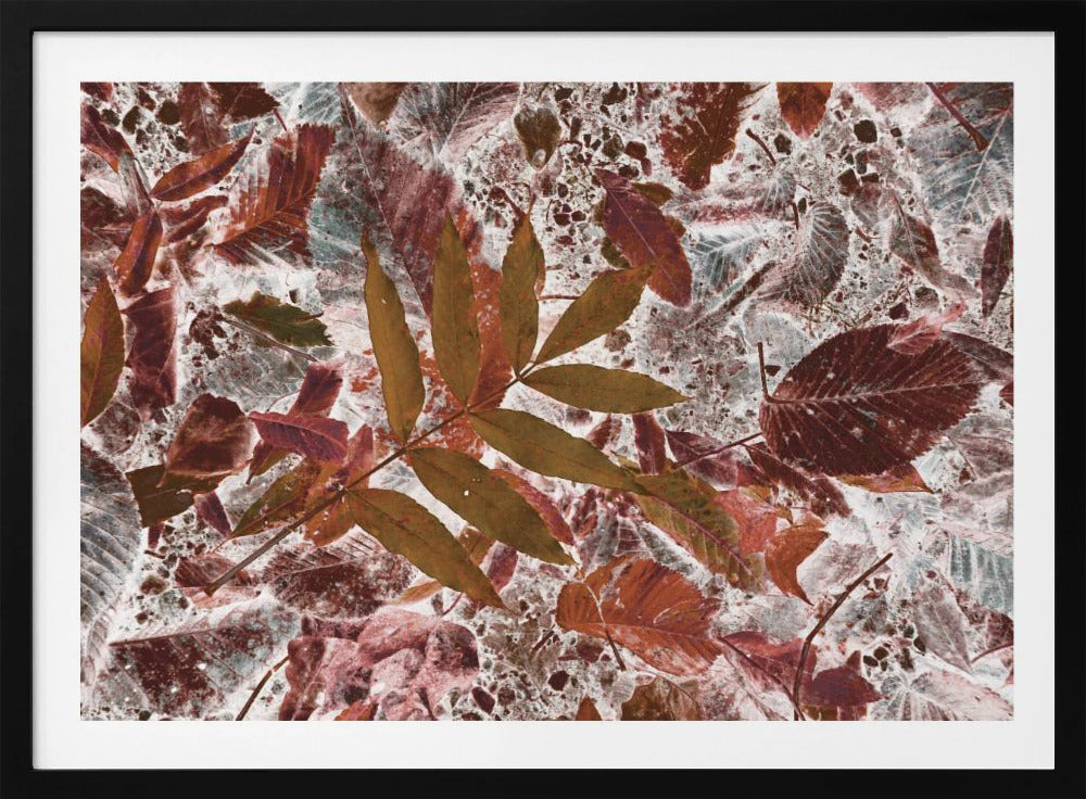 Autumn leaves | Poster