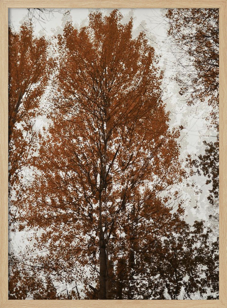 Aspen | Poster
