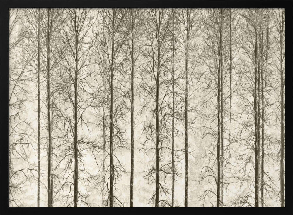 Aspens | Poster
