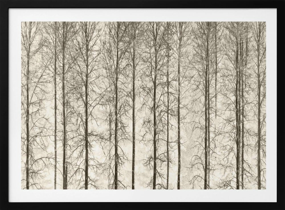 Aspens | Poster