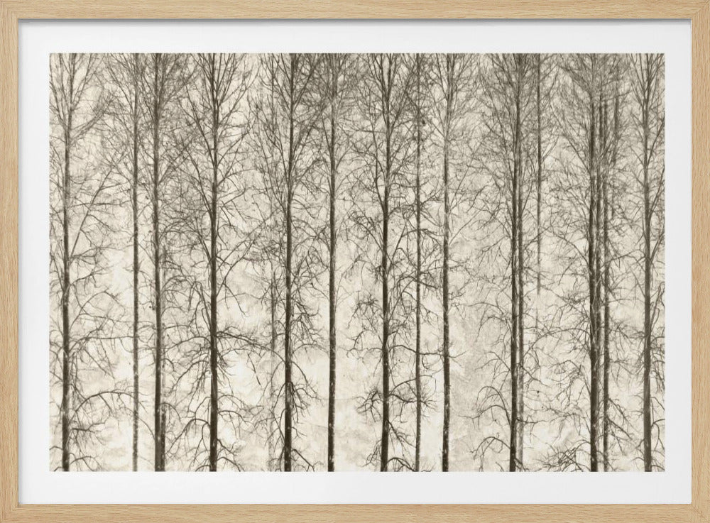 Aspens | Poster