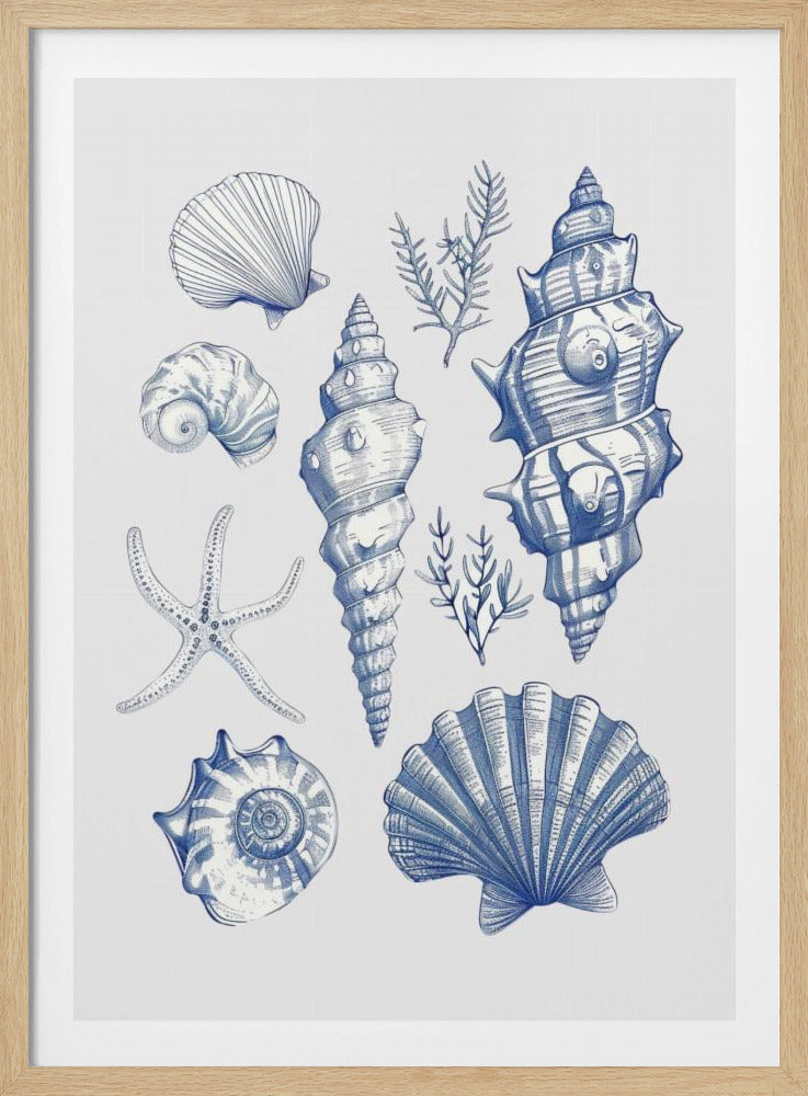 Shell Collage | Poster