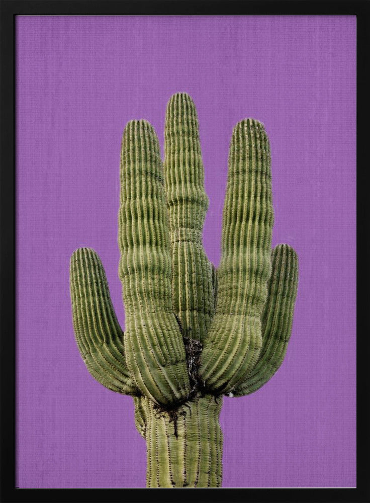 Lila Kaktus | Poster