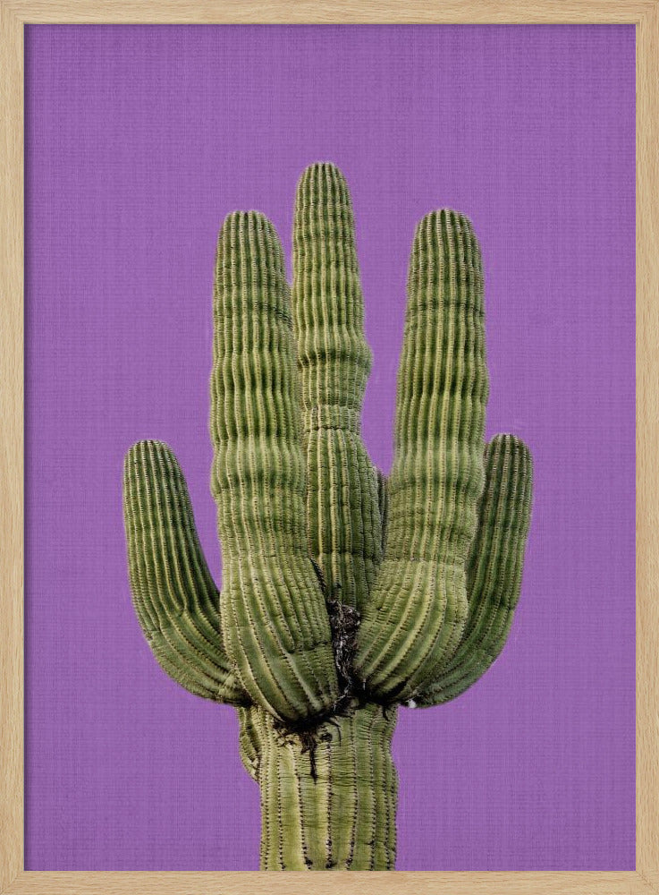 Lila Kaktus | Poster