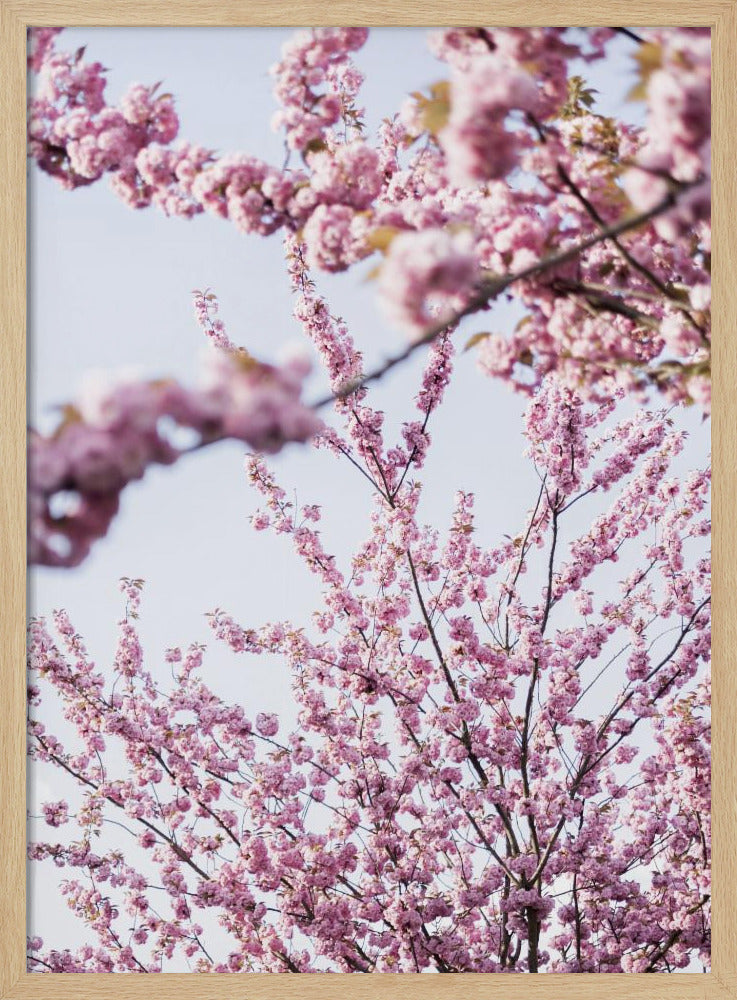 Bunter Frühling 11 | Poster