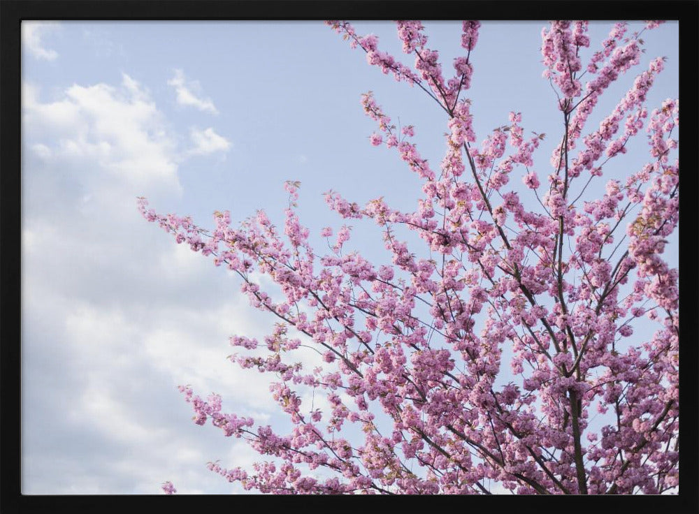 Colorful Spring 12 | Poster