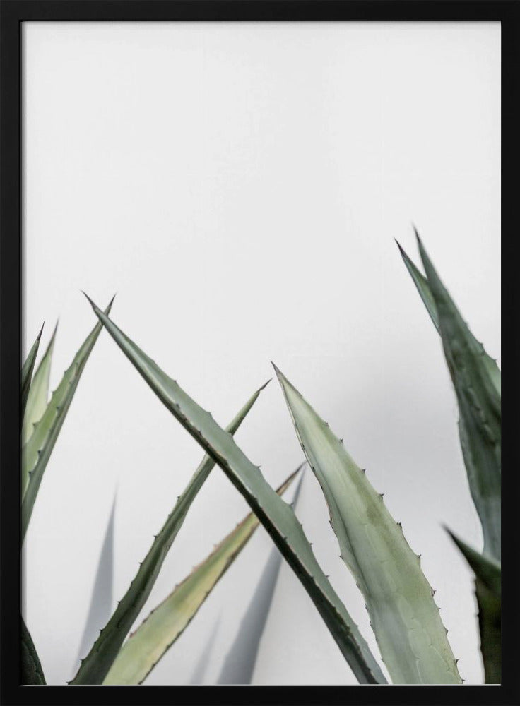 Cactus 7 | Poster