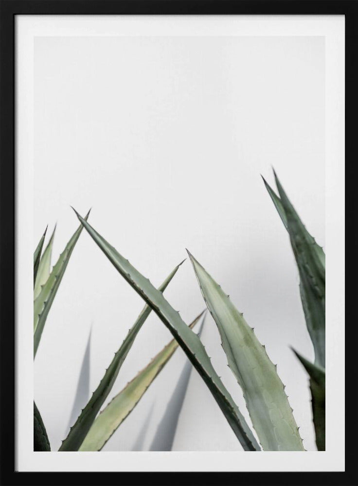 Cactus 7 | Poster