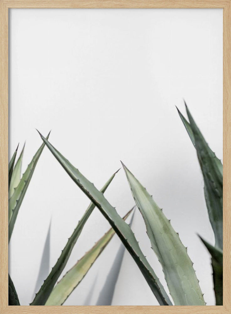 Cactus 7 | Poster