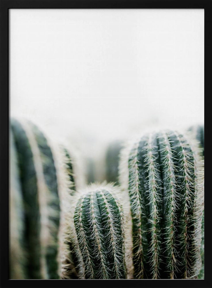 Cactus 1 | Poster
