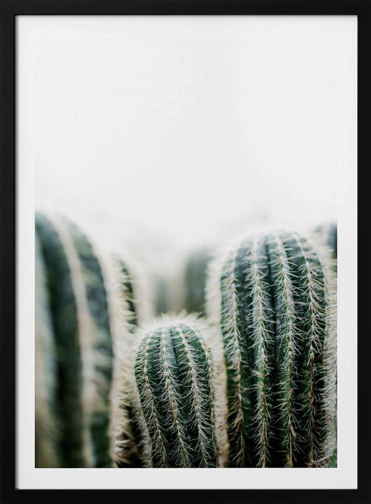 Cactus 1 | Poster