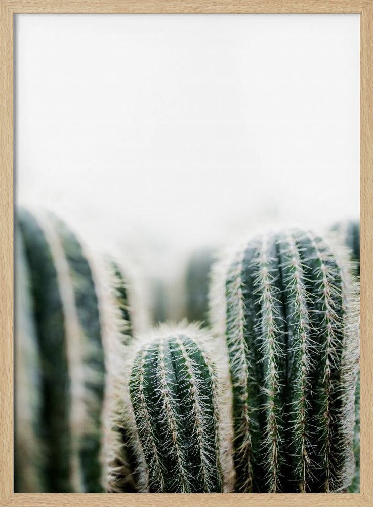 Cactus 1 | Poster