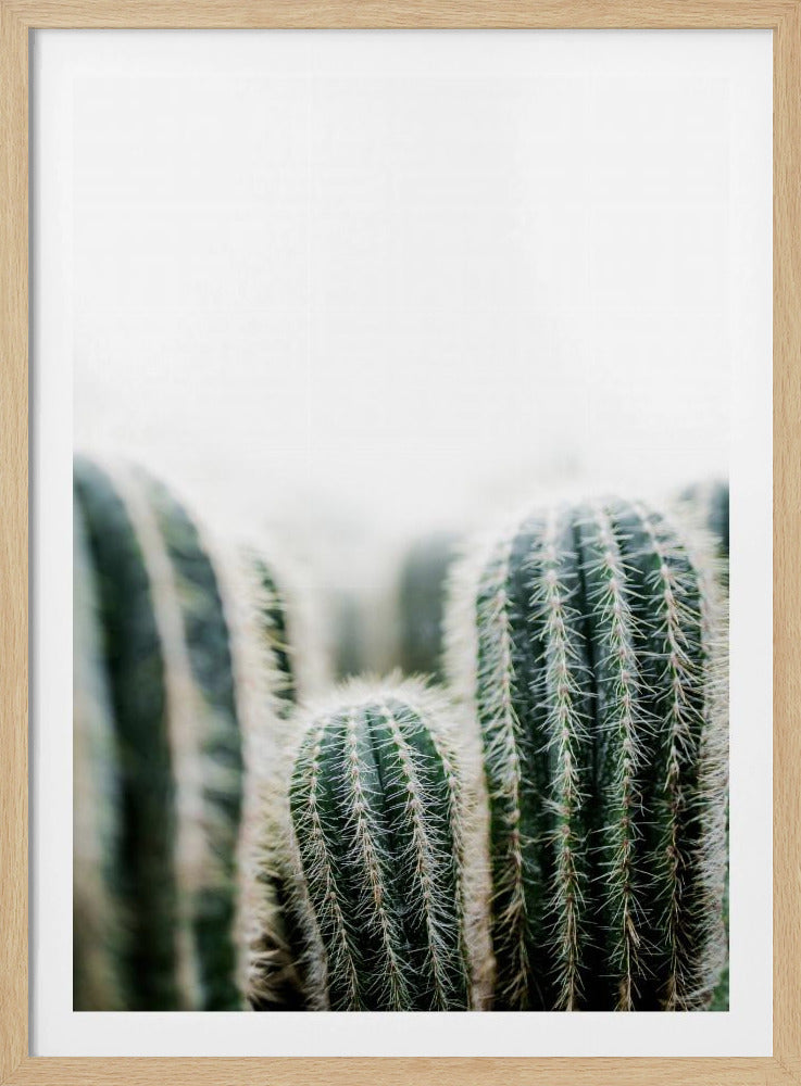 Cactus 1 | Poster