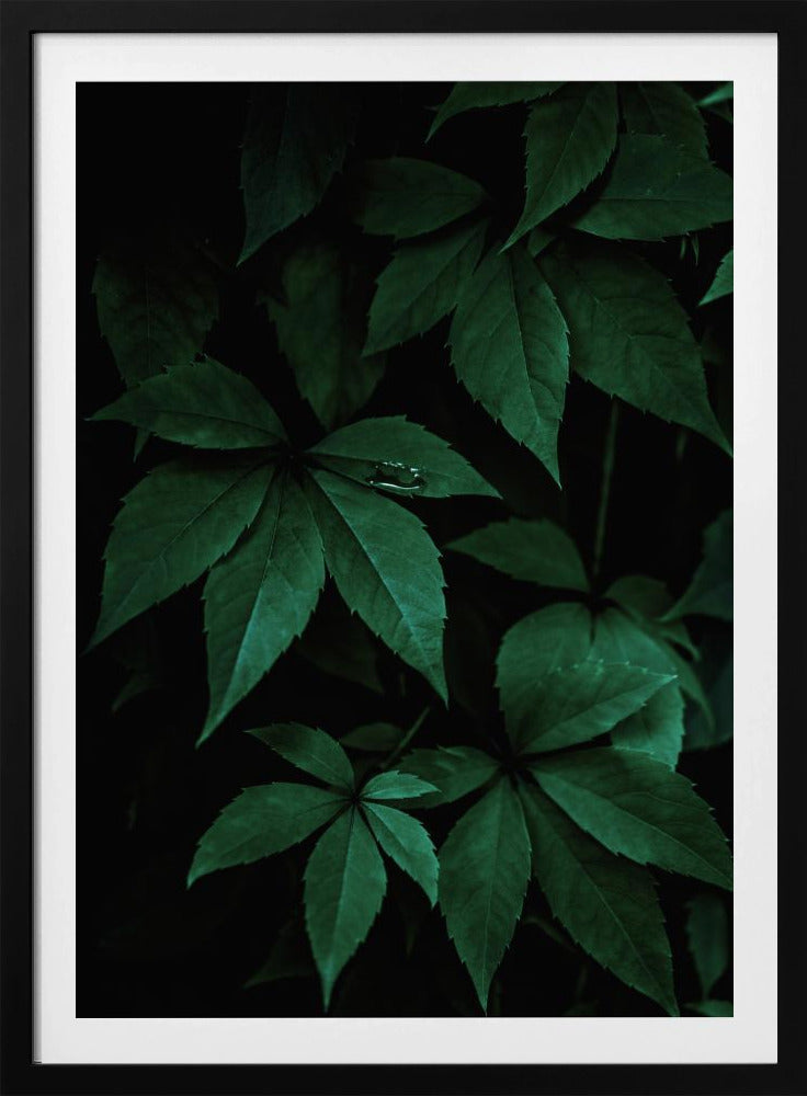 Dark Leaves 7 | Poster