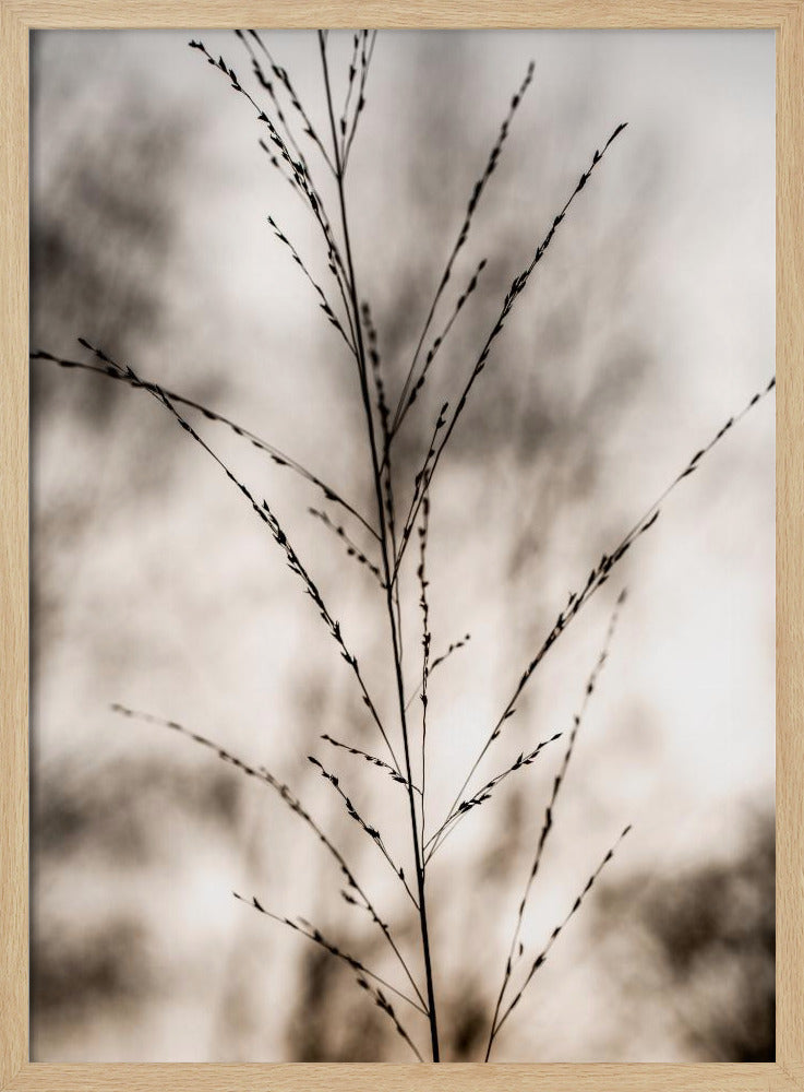 Grass 17 | Poster
