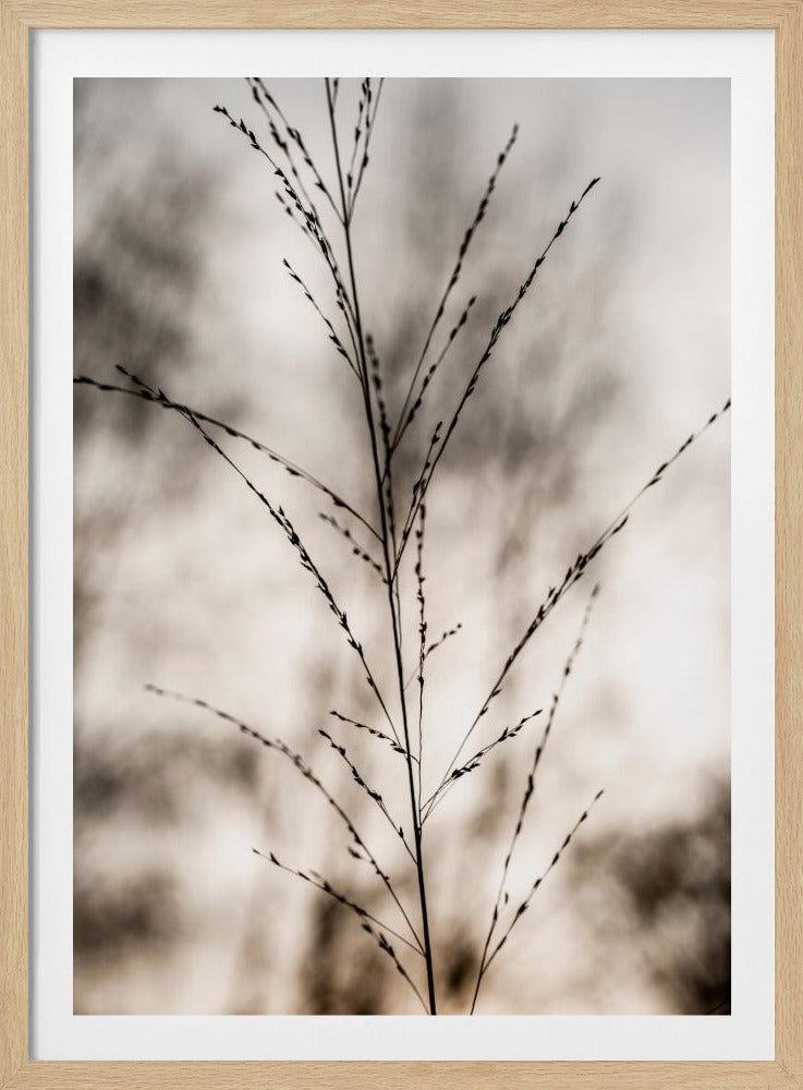 Grass 17 | Poster